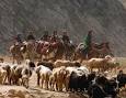 بیش از 25 هزار راس دام عشایر استان سمنان تلف شده است