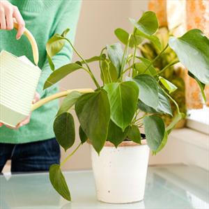 با این چند تکنیک ساده آرامش را به خانه خود بیاورید