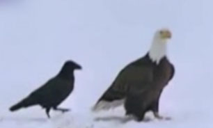 کلاغ سمج و باهوش + فیلم