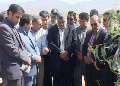بازدید وزیر جهاد کشاورزی از طرح جنگل کاری جام شهرستان مهران