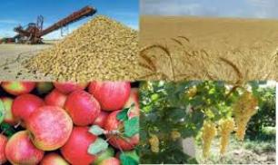 اجرای عملیات میدانی طرح آمارگیری محصولات زراعی 92-91 در خراسان رضوی
