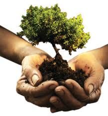 281 فقره چرای غیرمجاز در آذربایجان غربی وجود دارد