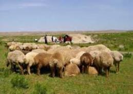 دامداران بیماری تب سه روزه دام را جدی بگیرند