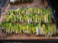 برداشت غیر مجاز گونه جهانی کرفس کوهی در استان