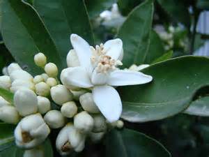 جشنواره ای با عطر بهار نارنج