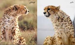 کوشکی و دلبر به جام جهانی نمی‌رسند/ 300کیلومتر رکاب‌زنی برای اتصال کوشکی و دلبر