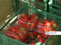65 درصد توت فرنگی کشور در مزارع کُردستان تولید می شود