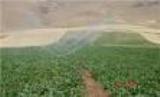 مبارزه با سن در ۷۶ هزار هکتار از مزارع استان لرستان