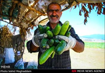 برداشت34 هزار تن خیار از مزارع مازندران