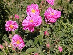 سیرجان رتبه نخست کاشت گل محمدی