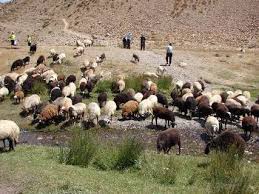 حمایت جدی از دامداران شهرستان بیله سوار