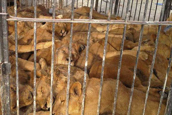 نگهداری از 30 شیر در یک قفس دو متری در قشم