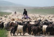 اختصاص چهار هزار میلیارد ریال وام به طرح های عشایری