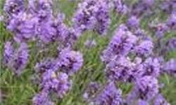 اسطوخودوس گیاهی با 33 خاصیت درمانی