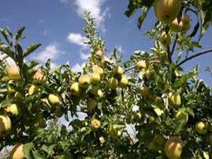 آغاز برداشت سیب درختی از باغات بشاگرد