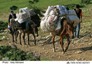 اسرار نهفته در کوچ عشایر