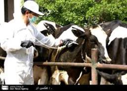 مایه کوبی بیش از 59 هزار راس از دامهای تربت حیدریه بر علیه بیماریهای خطرناک دامی