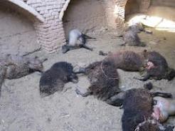 حمله گرگ ها به 70 راس گوسفند و بز در روستای کوه سفید باخرز