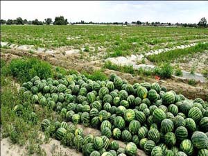پایان برداشت هندوانه بهاره در جاسک
