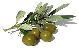 میوه ای که مسواک پیامبران بوده است