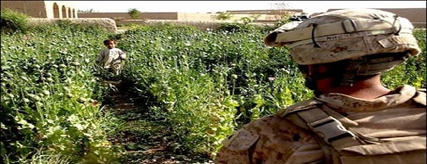 محل تمرکز انگلیسی ها در افغانستان، مرکز بزرگ تولید مواد مخدر است