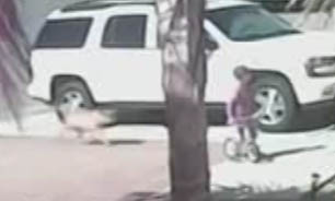 مبارزه گربه با سگ برای نجات کودک 4 ساله + فیلم