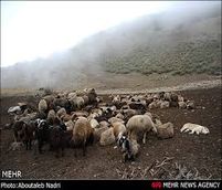 چرای 85 هزار راس دام مازاد در مراتع چایپاره