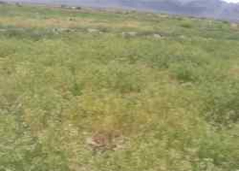 آغاز برداشت زیره سبز در خراسان جنوبی