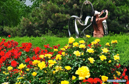 جشنواره گل‌های رز +تصاویر