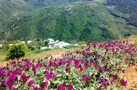 جشنواره گیاهان دارویی در منطقه حیران آستارا