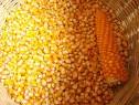 واردات 100 تن بذر اصلاح شده ذرت در خراسان شمالی