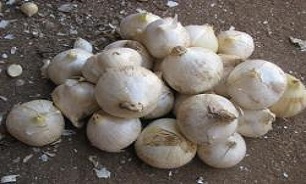 برداشت گیاه دارویی موسیر از مزارع کنگاور