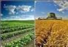 مدیریت مناسب مزرعه عاملی برای دستیابی به راندمانی مناسب در تولید