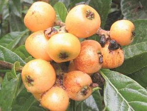 برداشت ازگیل در فارس