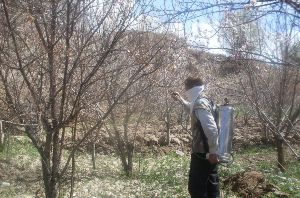 اعلام مناسب ترین زمان سمپاشی در باغ های فارس