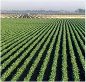 2100 هکتار از اراضی کشاورزی، زیر کشت چغندر