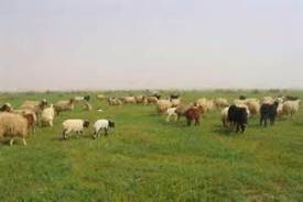 كوچ رمه داران شهرستان لنگرود