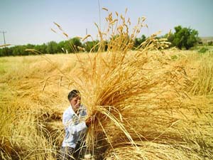 خرید 4هزارتن گندم از گندمکاران هرمزگانی