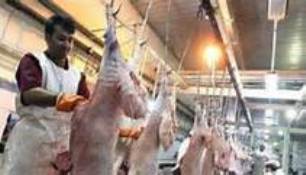 کشتار بیش از 9 هزار راس دام در کشتارگاه صنعتی رشت