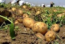 آغاز کاشت سیب زمینی در استان چهارمحال و بختیاری