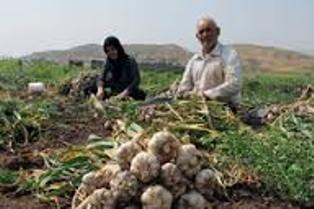 برداشت محصول سیر از مزارع کشاورزی شهرستان طارم آغاز شد