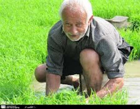 کم آبی وخشکسالی در شالیزارهای مازندران گزارش نشد
