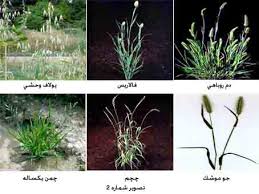 مبارزه با بیماریها و آفات عمومی 100هزارو 113 هکتار از اراضی کشاورزی خراسان شمالی