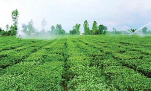 هرس شاخه‌های آلوده و کنترل شیمیایی محدود برای مبارزه با بیماری شانکر باکتریایی "هسته‌داران"