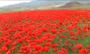 دشت لاله در منطقه شوط + فیلم