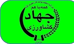 آغاز برداشت کلزا در 181 هکتار از اراضی کشاورزی شهرستان نور