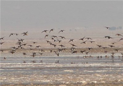 تالاب کجی خراسان جنوبی زیستگاه زاغ بور