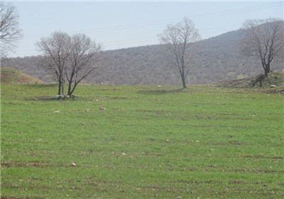 سطح پوشش گیاهی در کشور رو به کاهش است