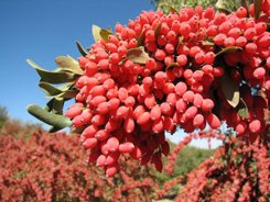 زرشک گیاهی تاثیرگذار در برطرف شدن آسم