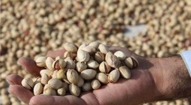 اختصاص رتبه ششم پسته کشور به خراسان جنوبی